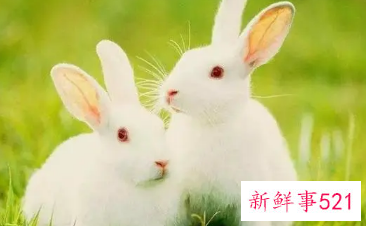 生肖兔佩戴什么辟邪