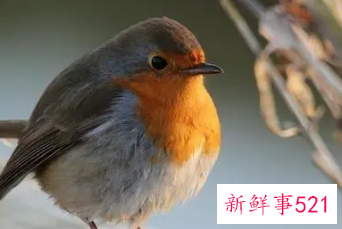 什么生肖不宜家里养鸟