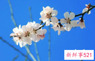 1988年春分出生孩子的命运