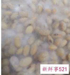 家庭自制豆豉到底要发酵几天