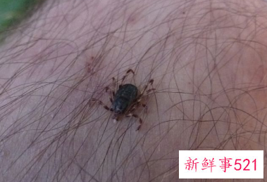 什么虫咬的半夜会痒