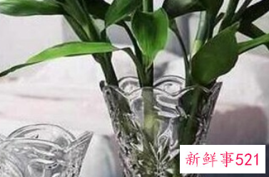 富贵树叶子突然干了如何补救