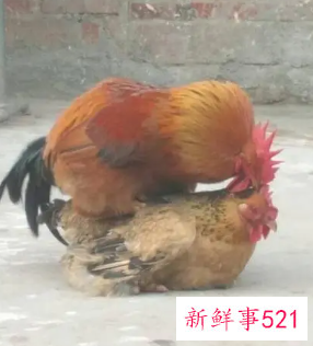 公鸡踩母鸡影响下蛋吗