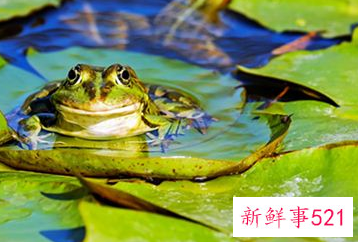 梦见和别人一起捉青蛙吃