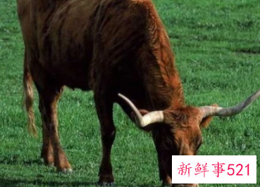 2022年属牛的运气好不好