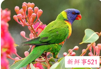 梦见家里飞来一只漂亮的鹦鹉