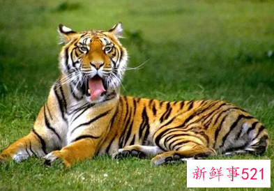 孕妇梦见老虎追着自己跑