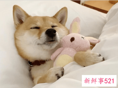 狗趴着睡是什么意思