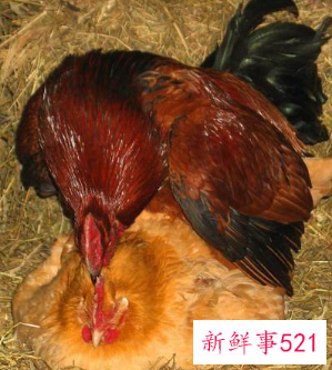 公鸡踩母鸡影响下蛋吗