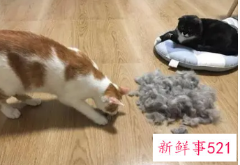 一招简单清除猫毛
