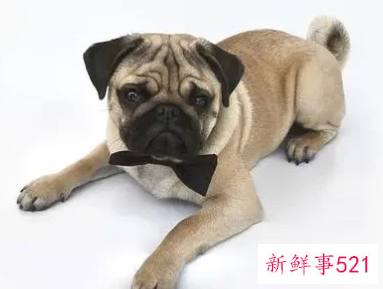 狗趴着睡是什么意思