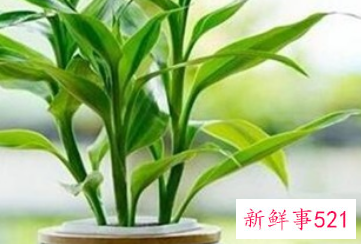 富贵树叶子突然干了如何补救