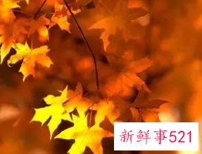 梦见秋天是什么意思