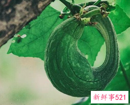 梦见丝瓜什么寓意