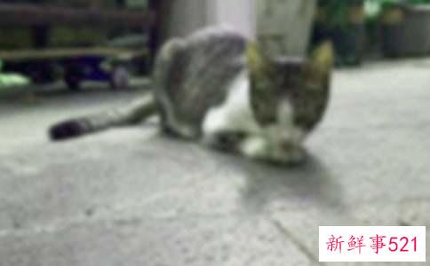 梦见很多小猫崽