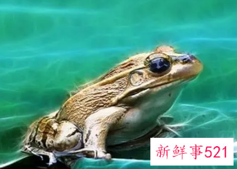 梦见和别人一起捉青蛙吃