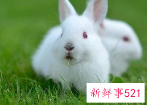 属兔取什么网名财运好女