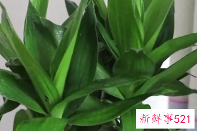 财神位放什么植物好