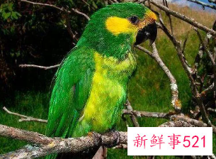 梦见家里飞来一只漂亮的鹦鹉