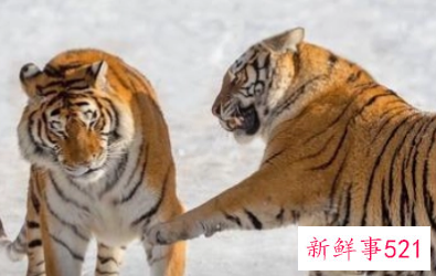 如何挽回属虎的男人