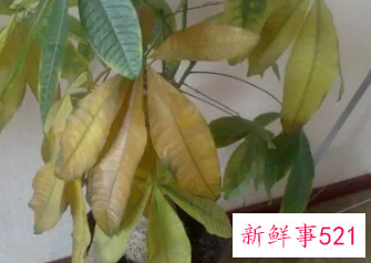 富贵树叶子突然干了如何补救