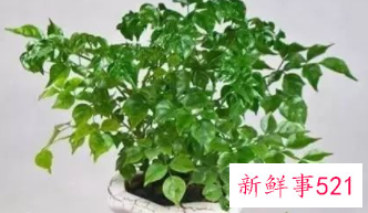 公司绿植摆放