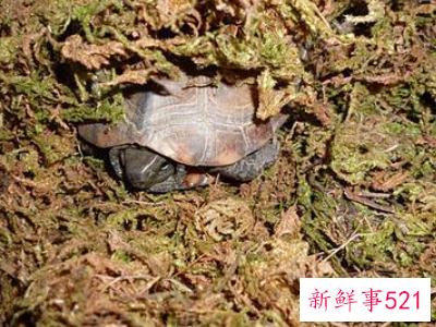 冬天应该如何养乌龟