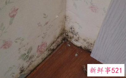 外墙渗水内墙发霉怎么处理