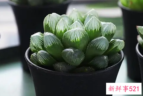 十二生肖最旺财的植物