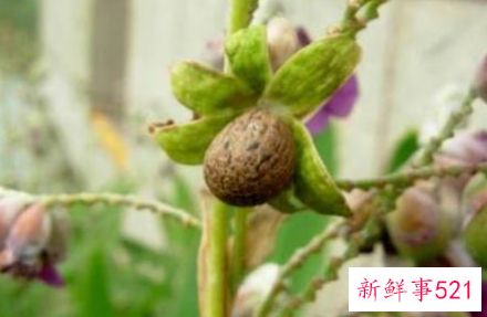 世界上最甜的水果是什么