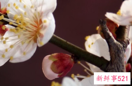 介绍梅花的用途