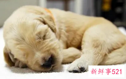 狗趴着睡是什么意思
