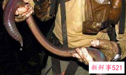 世界上最大的蚯蚓最早是在哪发现的