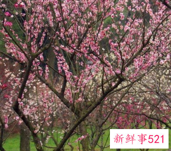 介绍梅花的用途