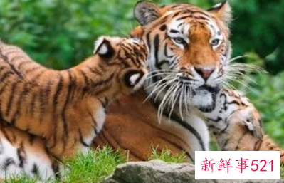 如何挽回属虎的男人