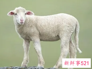 属猴白羊座幸运色