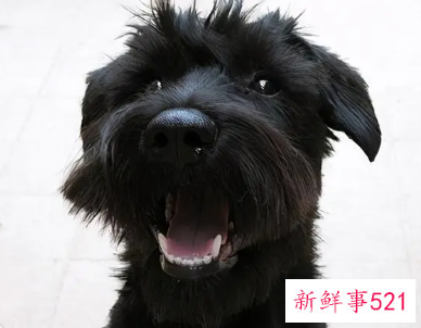 黑色狗狗好听顺口名字