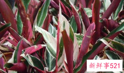 世界上最甜的水果是什么