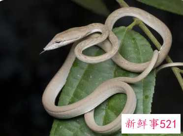 女孩子为什么不能纹蛇