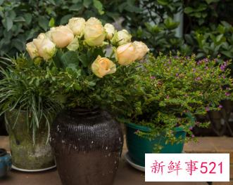 万年青下垂可以恢复吗