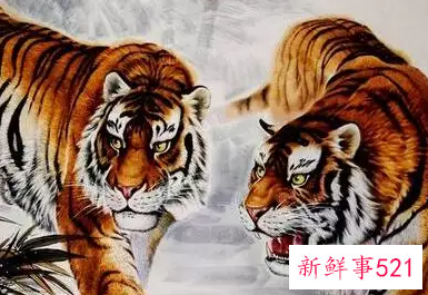 属虎和属猴的夫妻结局生肖