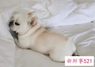 狗趴着睡是什么意思