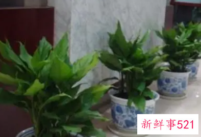 财神位放什么植物好