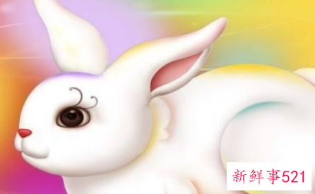 属兔的人命不好