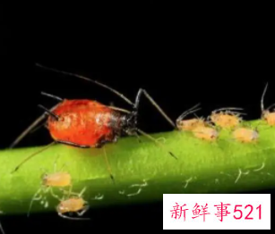 梦见满地的虫子是什么意思