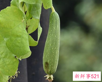 梦见丝瓜什么寓意