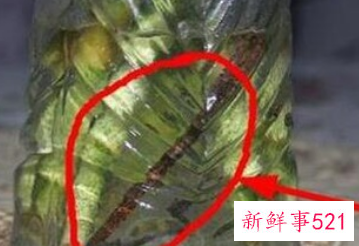 富贵树叶子突然干了如何补救