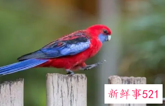 什么生肖不宜家里养鸟