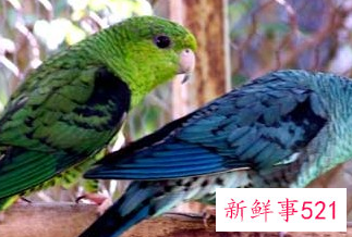 什么生肖不宜家里养鸟