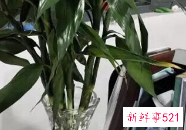 富贵树叶子突然干了如何补救